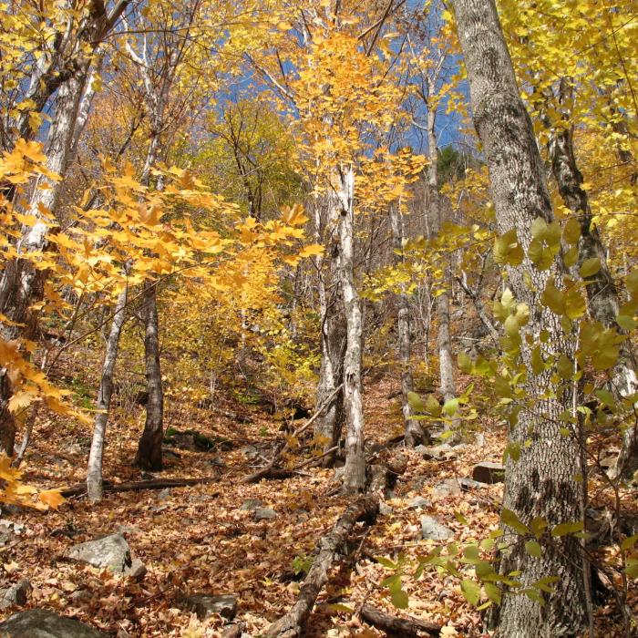 Yellow fall foliage dominates the landscape at Lost River.