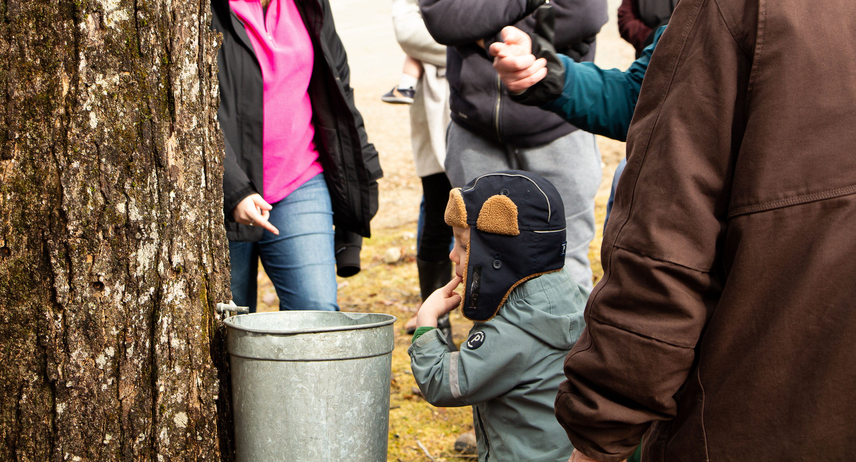 A child tastes sap from the tree.