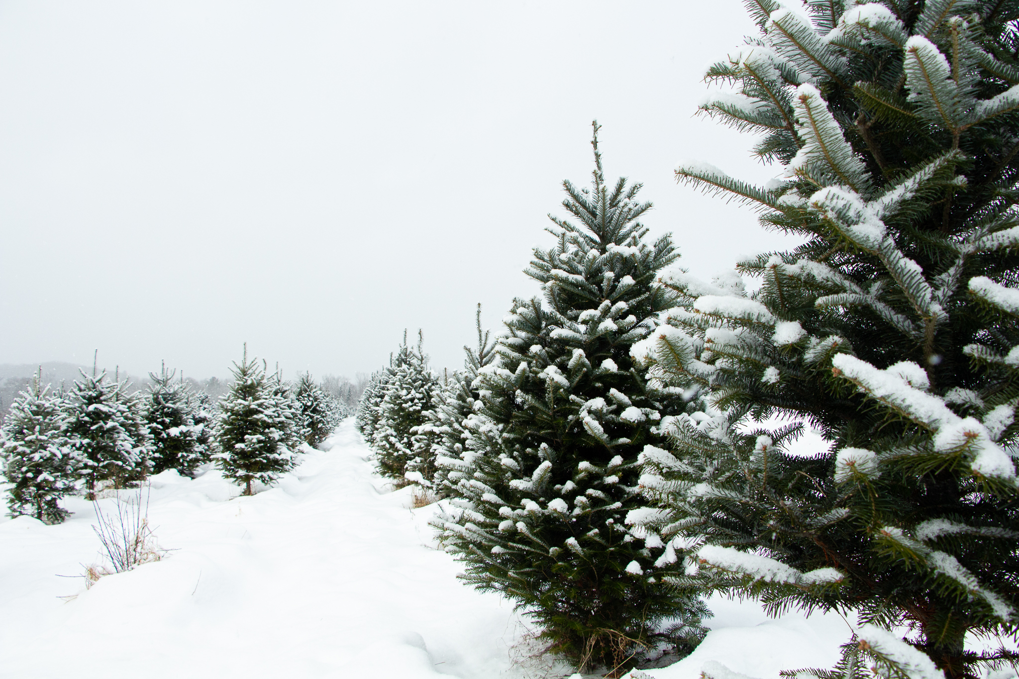 Rows of snow covered Christmas trees in a large field. 