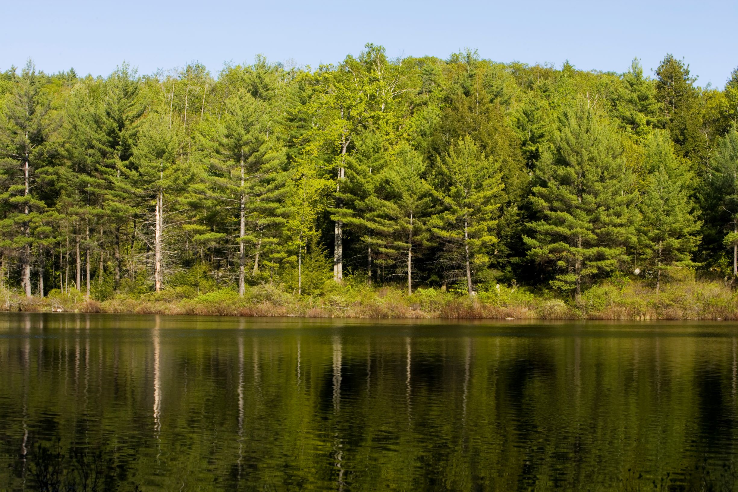 Green water reflects a stand of trees at Moose Mountains.