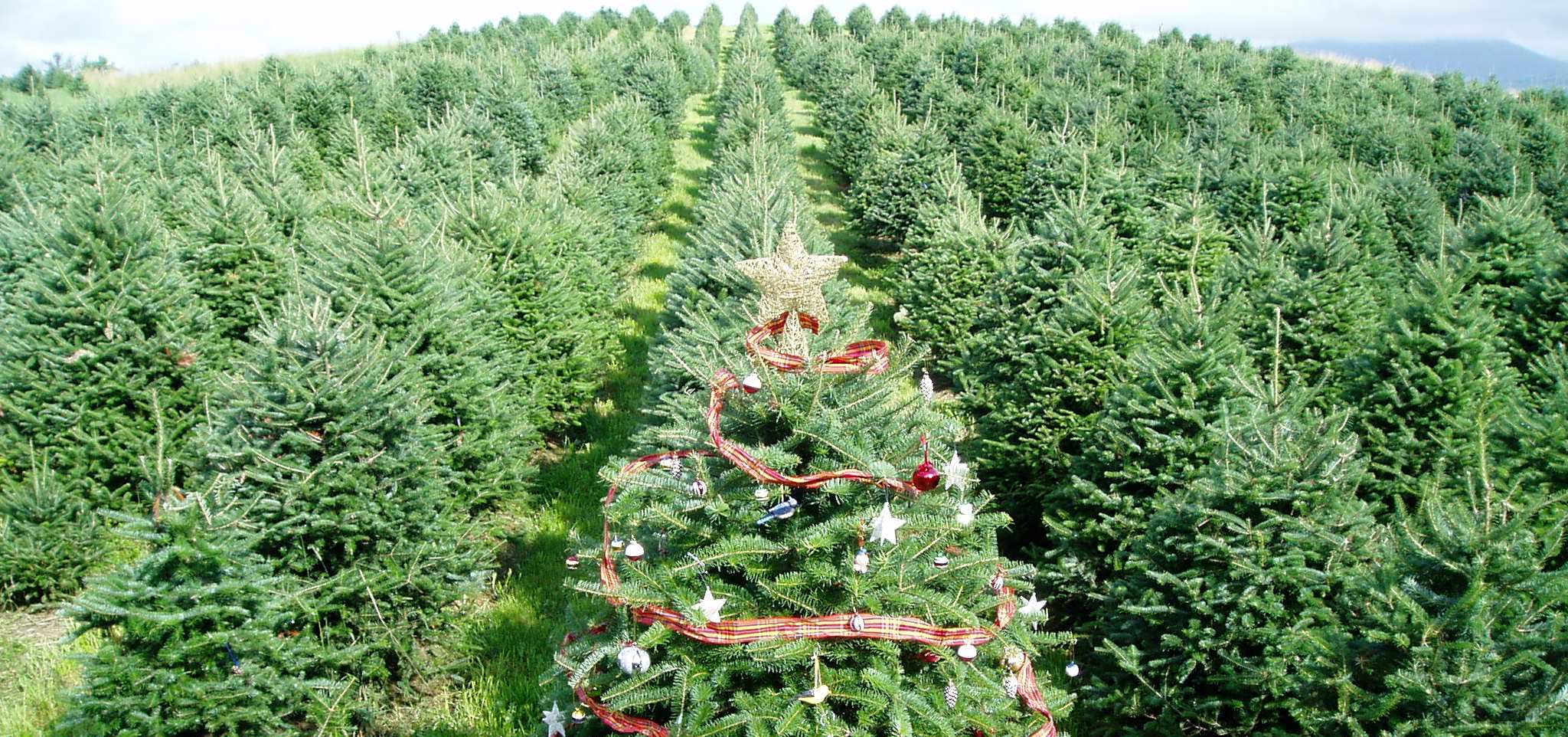 A Christmas tree amidst rows of other growing trees stands out with decorations.