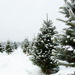 Rows of snow covered Christmas trees in a large field.