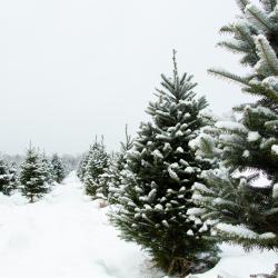 Rows of snow covered Christmas trees in a large field. 