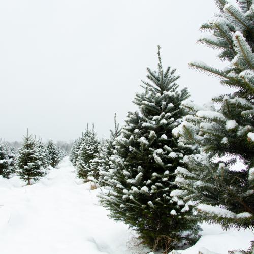 Rows of snow covered Christmas trees in a large field. 