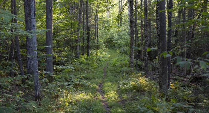 A view into the green and lush woods on a trail at The Rocks.