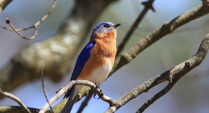 A male eastern bluebird poses in rust throat, white belly and blue back breeding plumage