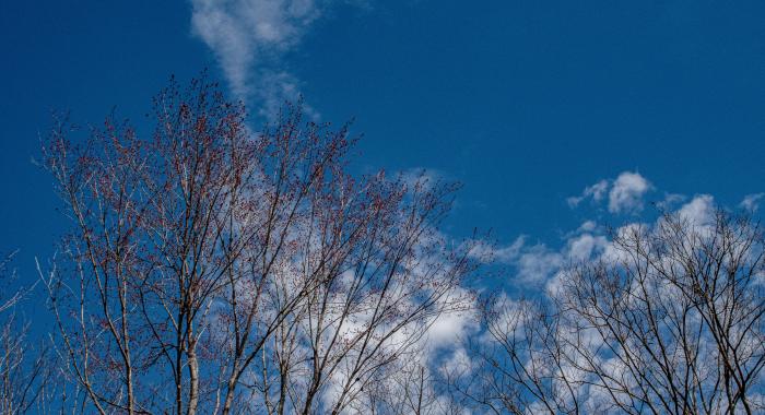 Red blossoms appear on tree tips against blue sky in spring.