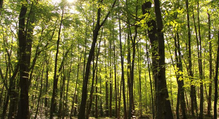 A forest of trees on a sunny summer day 