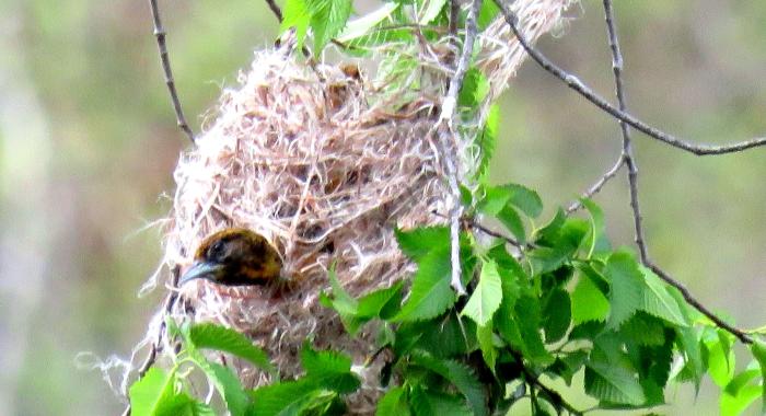 a female oriole builds a nest