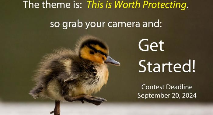 A photo of a duckling that says "Grab your camera and get started!"