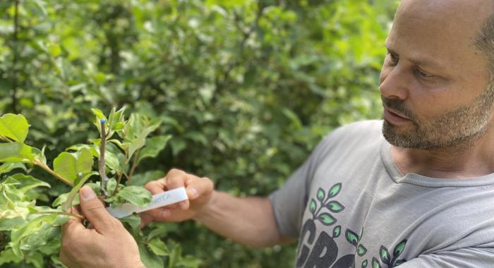 Man in grey t shirt reads label attached to tree branch 