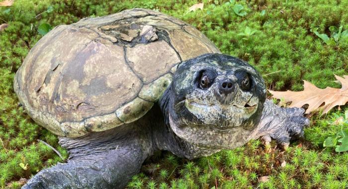 Fire Chief the snapping turtle seems to be smiling up at the camera.