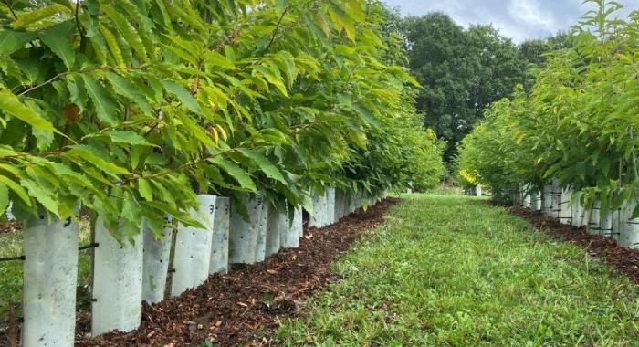 neat rows of green American Chestnut tree seedlings with white rodent collars in experimental orchard