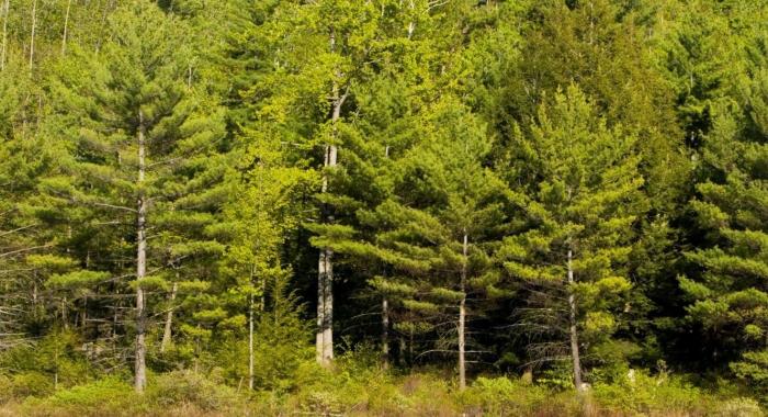 The trees at Moose Mountains.