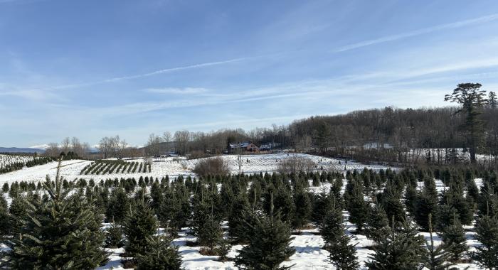 The Christmas tree fields in winter.