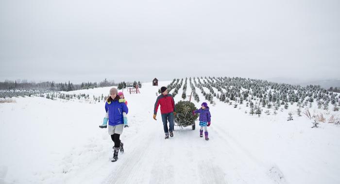 A family pulls their Christmas tree through the snow.