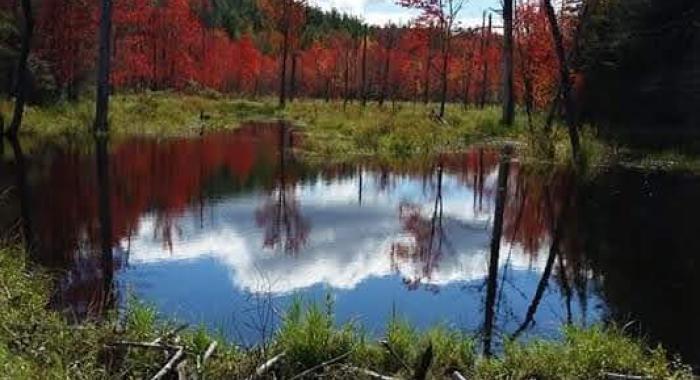 sky reflected in still water with peak fall foliage in background