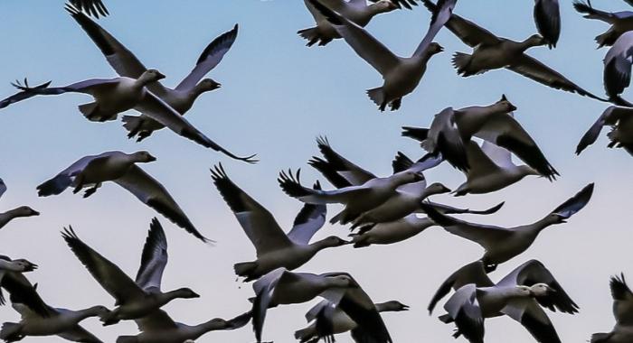 Snow geese fly in the sky.