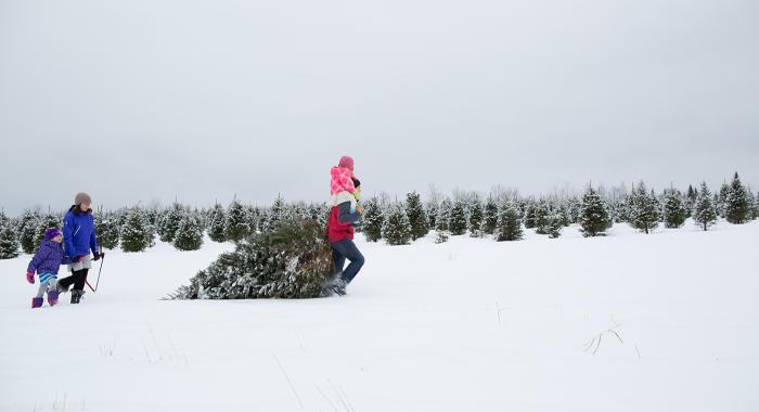 A family drags a freshly cut Christmas Tree out of the fields