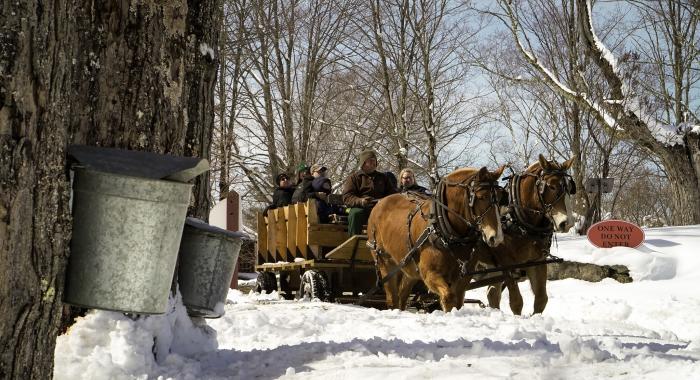 horse wagon
