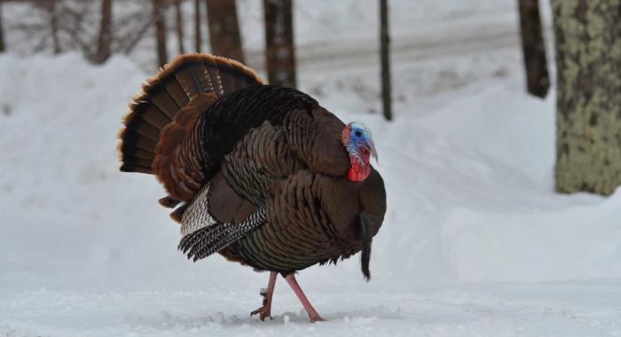 Male turkey walks across the snow