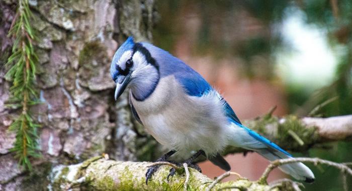 A blue jay sits on a tree branch