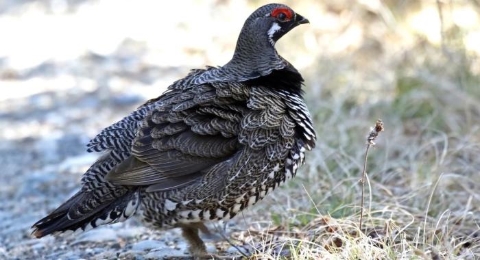 A small fowl bird walks across a gravel path.