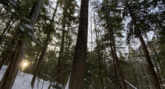 A snowy forest at sunrise 