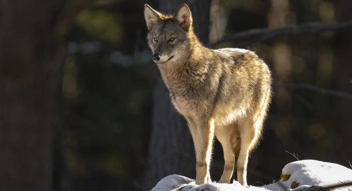 Eastern Coyote stands on a snowy hill