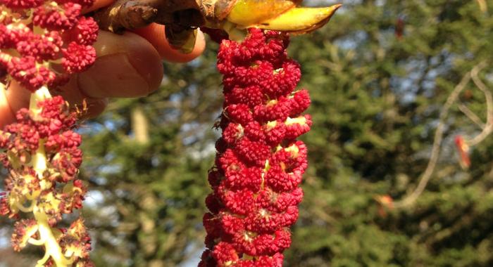 An Eastern Cottonwood catkin.