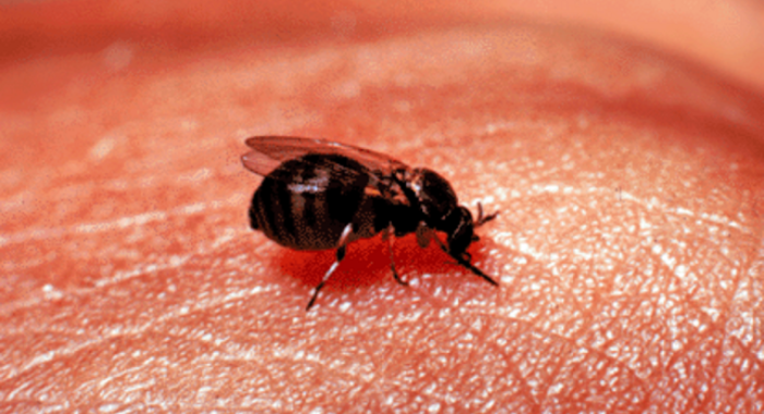 Black Fly
