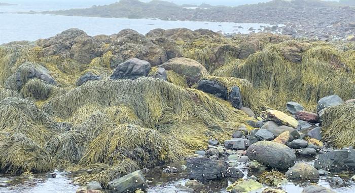 A foggy view of seaweed and rocks near Periwinkle Cove at Odiorne Point.
