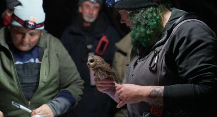 Owl banding