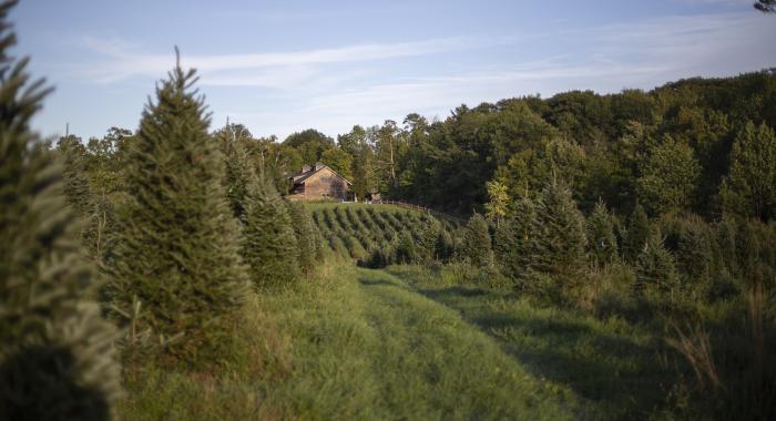 Rows of Christmas trees in a green field leading to a barn.