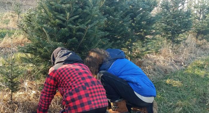 Sixth graders cut the Christmas trees they planted in 2015.