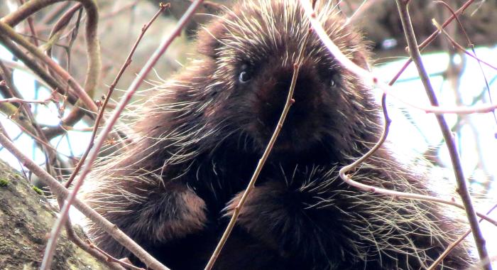 Porcupine feeding on the ground