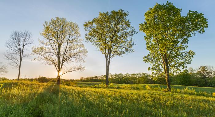 Four trees stand in the sunlight on a Forest Society conservation easement. (Photo: Jerry Monkman)