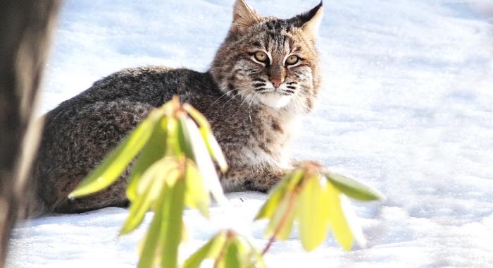 Bobcat looking at camera in snow with rhododendron in foreground 