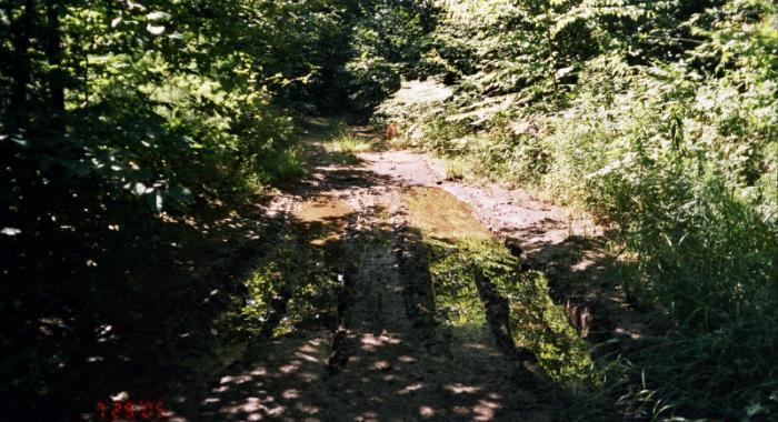 ATV rutting in muddy trail in woods.