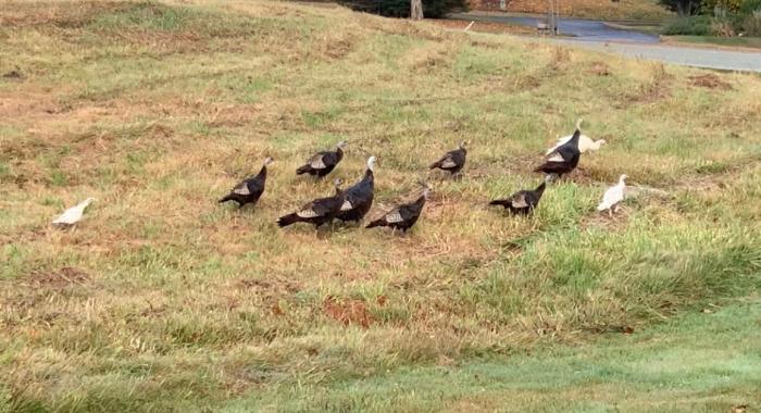 Two albino turkeys are pictured in a flock of black wild turkeys in the grass.