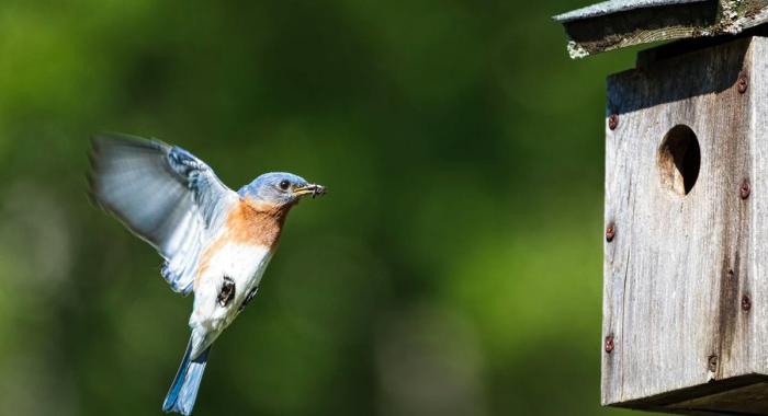Bluebird at nest box photo by Garrett Evans