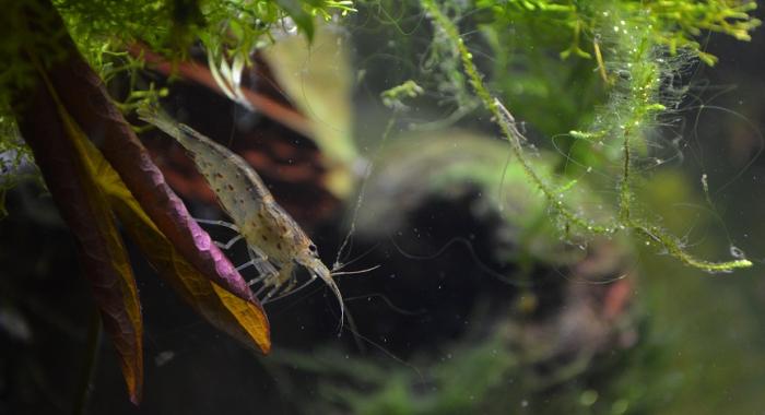 A freshwater shrimp eating algae.