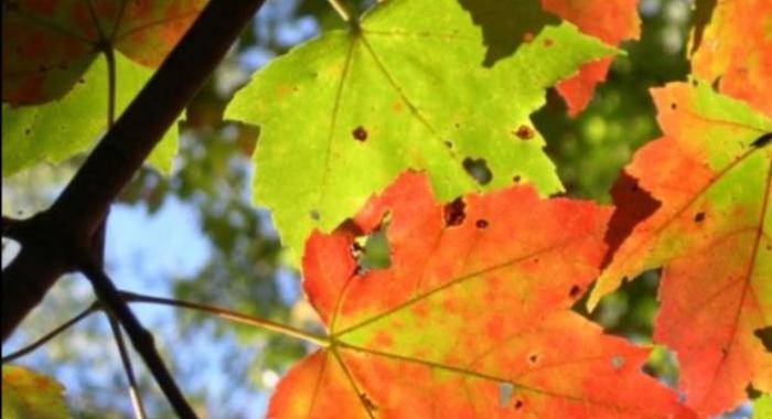 Looking up at blue sky through fall maple leaves