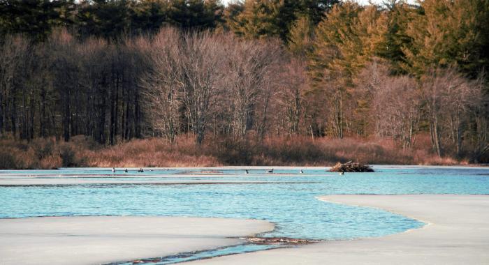 Canadian geese find open water at Lake Massabesic on an early spring day in March.