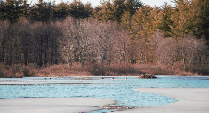 Part of Massabesic Lake is covered in ice with geese on the open water.