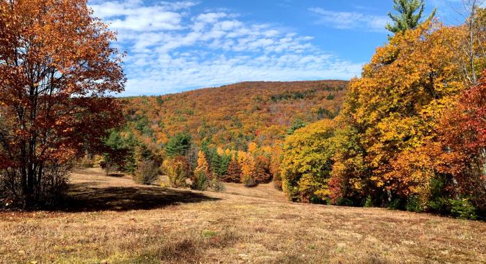 Trees and field landscape with autumn leaves and colors.