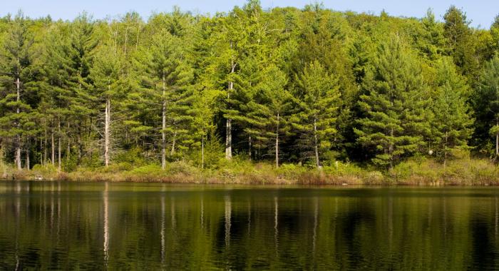 Green water reflects a stand of trees at Moose Mountains.