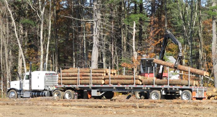 N.H. hemlock logs being loaded at Green Crow Corporation in Andover.