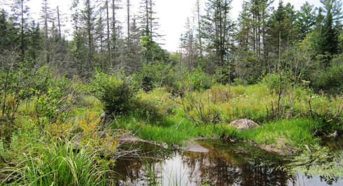 Wetlands and mixed conifer forest near the White Mountain National Forest