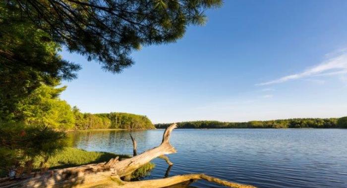 Great Bay under a blue sky driftwood in foreground